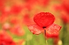 _MG_1253 Poppy field